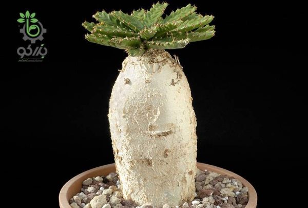 بذر افوربیا استلاتا یا یوفوربیا استلاتا Euphorbia stellata seeds