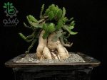 بذر افوربیا استلاتا یا یوفوربیا استلاتا Euphorbia stellata seeds