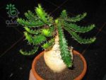 بذر افوربیا استلاتا یا یوفوربیا استلاتا Euphorbia stellata seeds