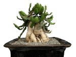 بذر افوربیا استلاتا یا یوفوربیا استلاتا Euphorbia stellata seeds
