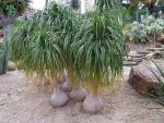 بذر گیاه لیندا یا نخل دم اسبی Nolina recurvata seeds