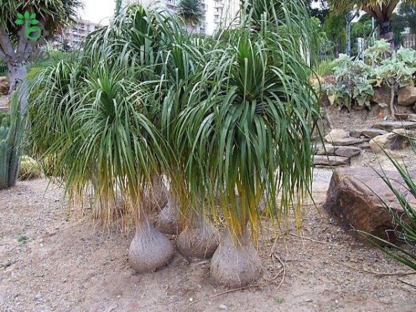 بذر گیاه لیندا یا نخل دم اسبی Nolina recurvata seeds