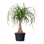 بذر گیاه لیندا یا نخل دم اسبی Nolina recurvata seeds