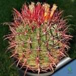 بذر کاکتوس فروکاکتوس آکانتودس Ferocactus acanthodes seeds