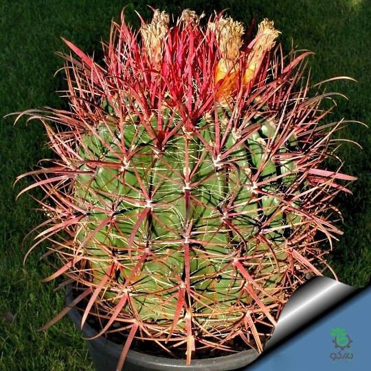بذر کاکتوس فروکاکتوس آکانتودس Ferocactus acanthodes seeds
