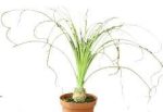 بذر گیاه زینتی و کمیاب پویا میرابیلیس  Puya mirabilis seeds