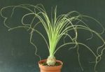 بذر گیاه زینتی و کمیاب پویا میرابیلیس  Puya mirabilis seeds