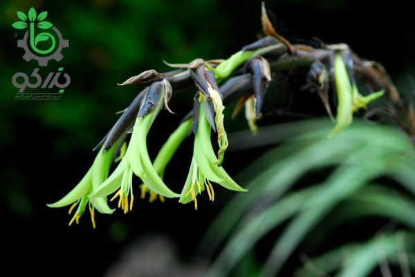 بذر گیاه زینتی و کمیاب پویا میرابیلیس  Puya mirabilis seeds