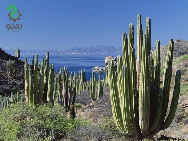 بذر کاکتوس پاکی سرئوس پرینگلی  pachycerus pringlei seeds