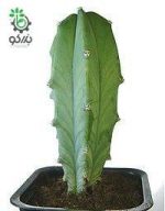 بذر کاکتوس میرتلو کاکتوس ژئومتریزانس | پایه آبی | Myrtillocactus geometrizans seeds