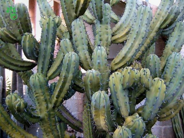 بذر کاکتوس میرتلو کاکتوس ژئومتریزانس | پایه آبی | Myrtillocactus geometrizans seeds