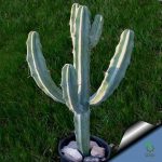 بذر کاکتوس میرتلو کاکتوس ژئومتریزانس | پایه آبی | Myrtillocactus geometrizans seeds