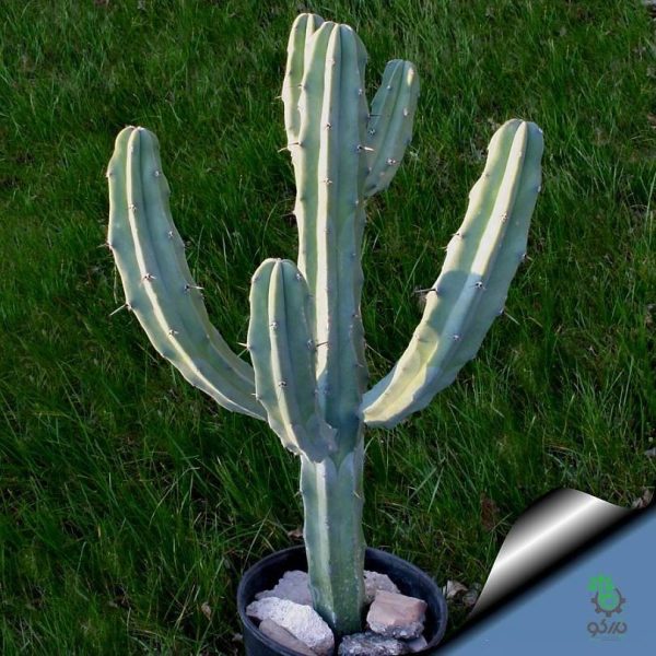 بذر کاکتوس میرتلو کاکتوس ژئومتریزانس | پایه آبی | Myrtillocactus geometrizans seeds
