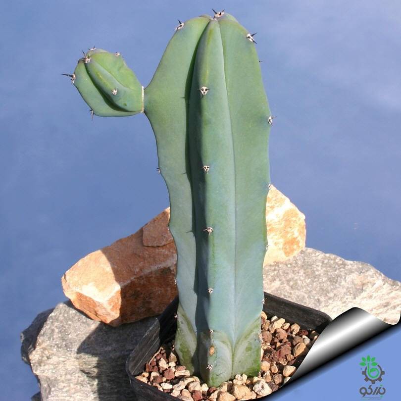 بذر کاکتوس میرتلو کاکتوس ژئومتریزانس | پایه آبی | Myrtillocactus geometrizans seeds