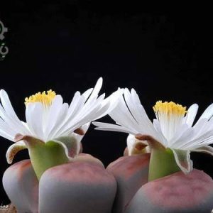 بذر لیتوپس کاراسمونتانا یا گیاه سنگی lithops karasmontana seeds