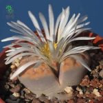 بذر لیتوپس کاراسمونتانا یا گیاه سنگی lithops karasmontana seeds