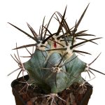 بذر کاکتوس اچینوکاکتوس پلاتیکانتوس  Echinocactus platyacanthus seeds