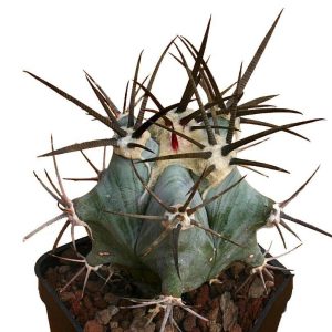 بذر کاکتوس اچینوکاکتوس پلاتیکانتوس  Echinocactus platyacanthus seeds