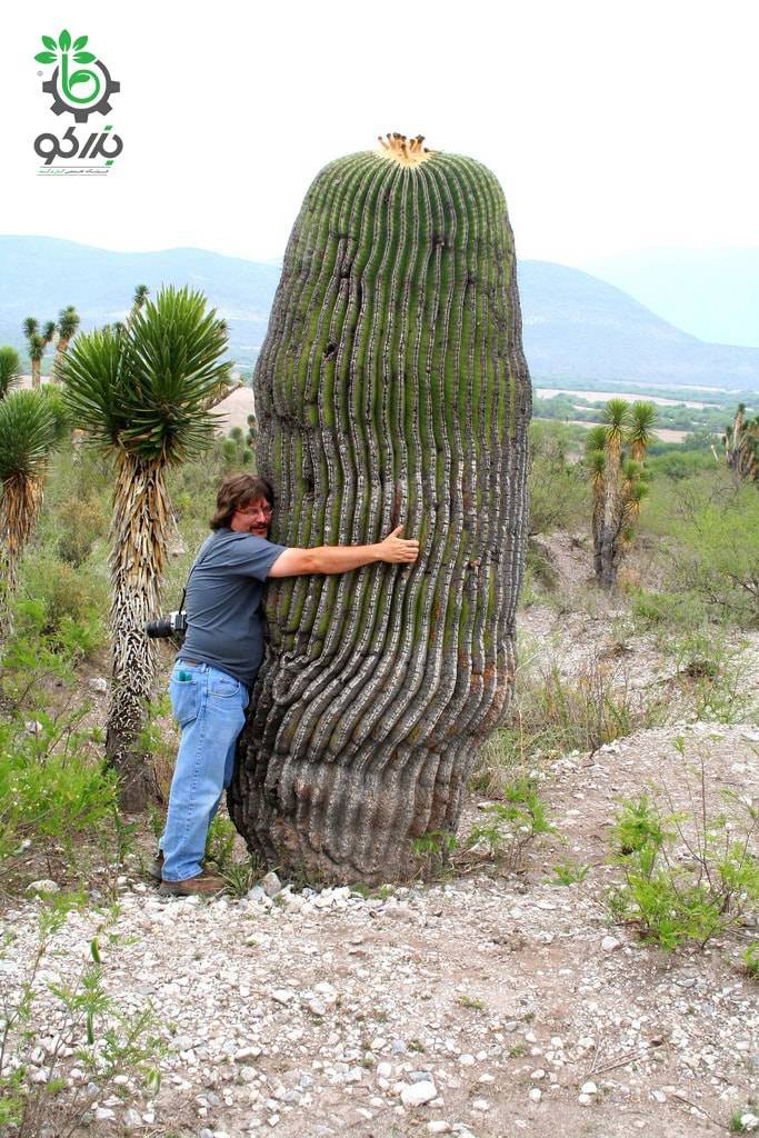 بذر کاکتوس اچینوکاکتوس پلاتیکانتوس  Echinocactus platyacanthus seeds