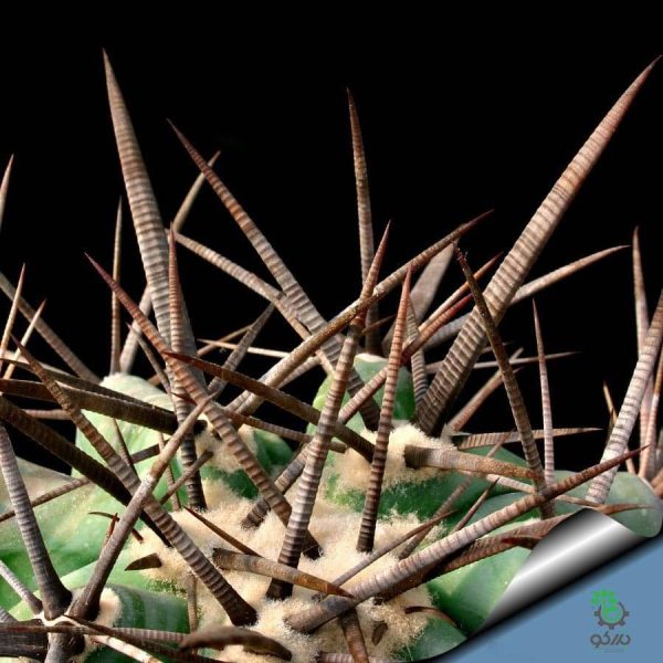 بذر کاکتوس اچینوکاکتوس پلاتیکانتوس  Echinocactus platyacanthus seeds