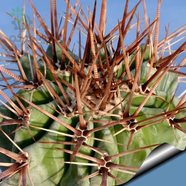 بذر کاکتوس اچینوکاکتوس پلاتیکانتوس  Echinocactus platyacanthus seeds