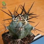 بذر کاکتوس اچینوکاکتوس پلاتیکانتوس  Echinocactus platyacanthus seeds