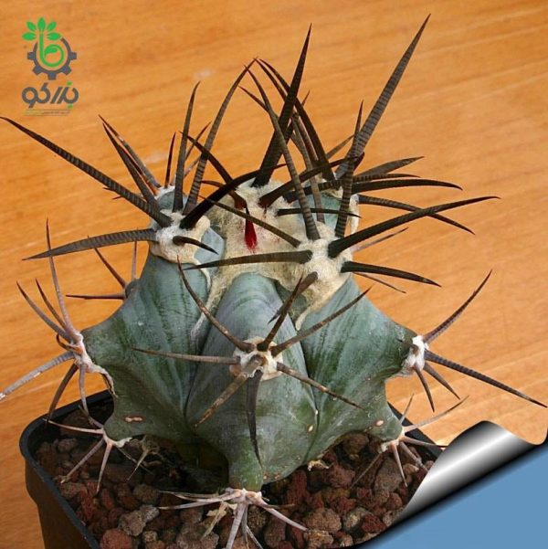 بذر کاکتوس اچینوکاکتوس پلاتیکانتوس  Echinocactus platyacanthus seeds