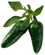 بذر فلفل هالوپینو یا فلفل مکزیکی تند جالاپنو  Jalapeno Chilli Pepper Seeds