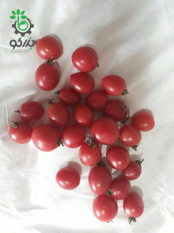 بذر گوجه فرنگی صورتی تخم مرغی تایلندی  Thai Pink Egg Tomato Seeds