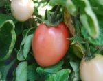 بذر گوجه فرنگی صورتی تخم مرغی تایلندی  Thai Pink Egg Tomato Seeds
