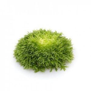 بذر کاسنی فرنگی کوربی یا کاهو کاسنی سالادی KORBI RZ Endive seeds
