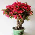 بذر درخت  گل کاغذی