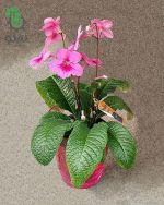 بذر گل استرپتوکارپوس رکسی Streptocarpus rexii seeds