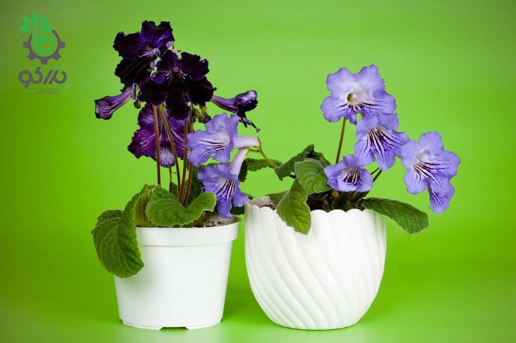 بذر گل استرپتوکارپوس رکسی Streptocarpus rexii seeds
