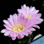 بذر کاکتوس ژیمنوکالیسیوم آچیراسنس  Gymnocalycium achirasense  seeds