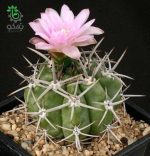 بذر کاکتوس ژیمنوکالیسیوم آچیراسنس  Gymnocalycium achirasense  seeds