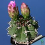 بذر کاکتوس ژیمنوکالیسیوم آچیراسنس  Gymnocalycium achirasense  seeds