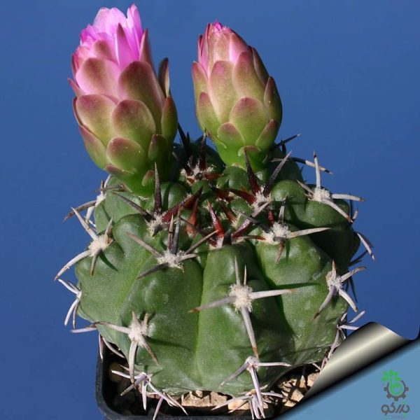 بذر کاکتوس ژیمنوکالیسیوم آچیراسنس  Gymnocalycium achirasense  seeds