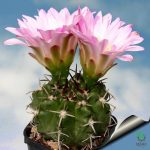 بذر کاکتوس ژیمنوکالیسیوم آچیراسنس  Gymnocalycium achirasense  seeds