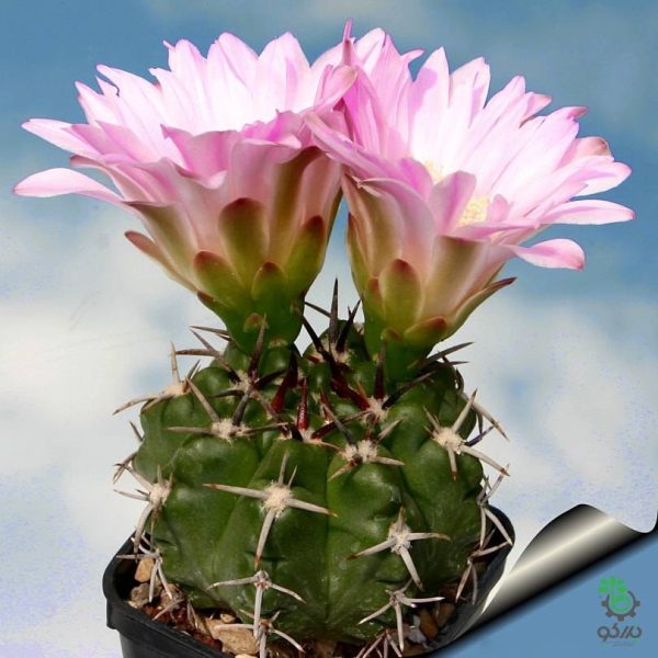 بذر کاکتوس ژیمنوکالیسیوم آچیراسنس  Gymnocalycium achirasense  seeds
