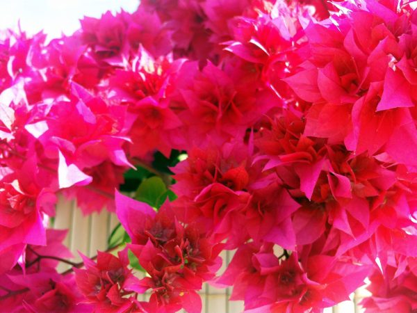 بذر درخت  گل کاغذی