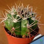 بذر کاکتوس ژیمنوکالیسیوم آچیراسنس  Gymnocalycium achirasense  seeds