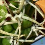 بذر کاکتوس ژیمنوکالیسیوم آچیراسنس  Gymnocalycium achirasense  seeds
