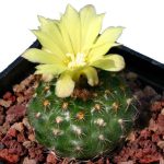 بذر کاکتوس فرایلیا شیلینزکیانا Frailea schilinzkyana seeds