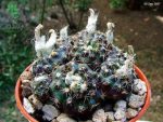 بذر کاکتوس فرایلیا شیلینزکیانا Frailea schilinzkyana seeds