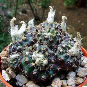 بذر کاکتوس فرایلیا شیلینزکیانا Frailea schilinzkyana seeds