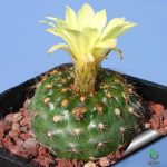 بذر کاکتوس فرایلیا شیلینزکیانا Frailea schilinzkyana seeds