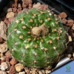 بذر کاکتوس فرایلیا شیلینزکیانا Frailea schilinzkyana seeds