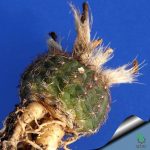 بذر کاکتوس فرایلیا شیلینزکیانا Frailea schilinzkyana seeds