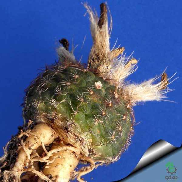 بذر کاکتوس فرایلیا شیلینزکیانا Frailea schilinzkyana seeds